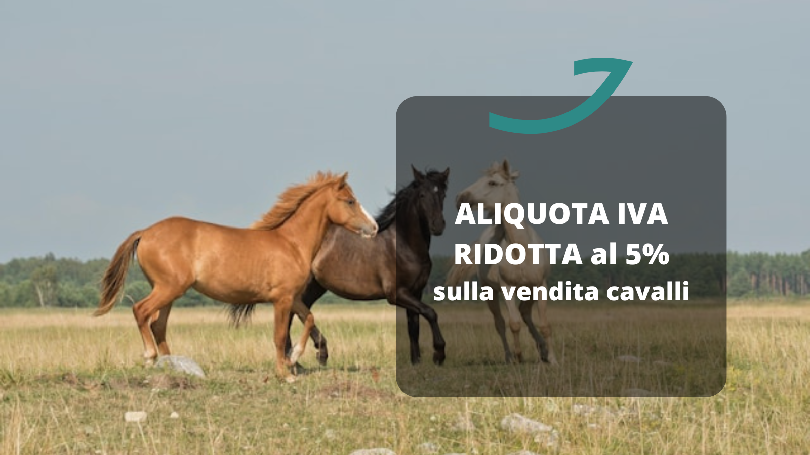 aliquota iva ridotta vendita cavalli